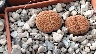 картинка: Lithops.Полив литопсов.Виды литопсов.Кактусы.