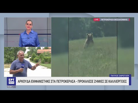 Στα Πετροκέρασα Θεσσαλονίκης εμφανίστηκε αρκούδα | 29/05/2023 | ΕΡΤ