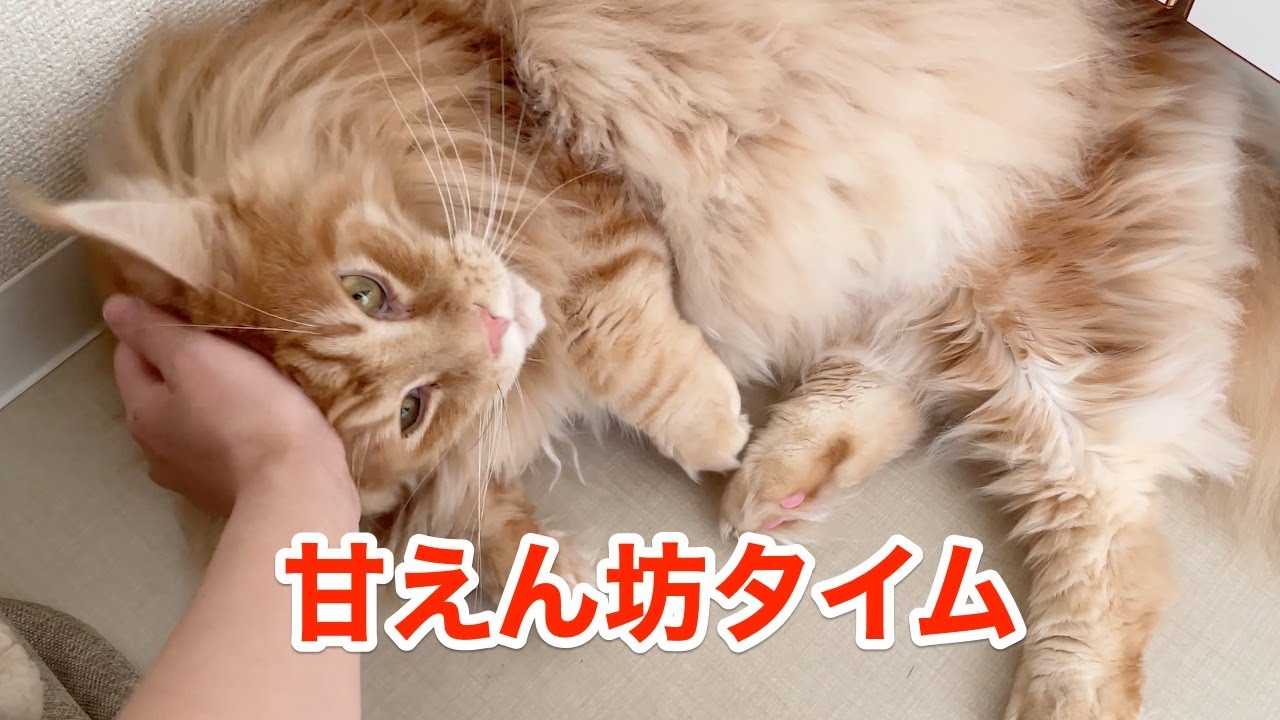 甘えん坊タイムのオリー 大きい猫 メインクーン Youtube 甘えん坊タイムのオリー 大きい猫 メインクーン Youtube