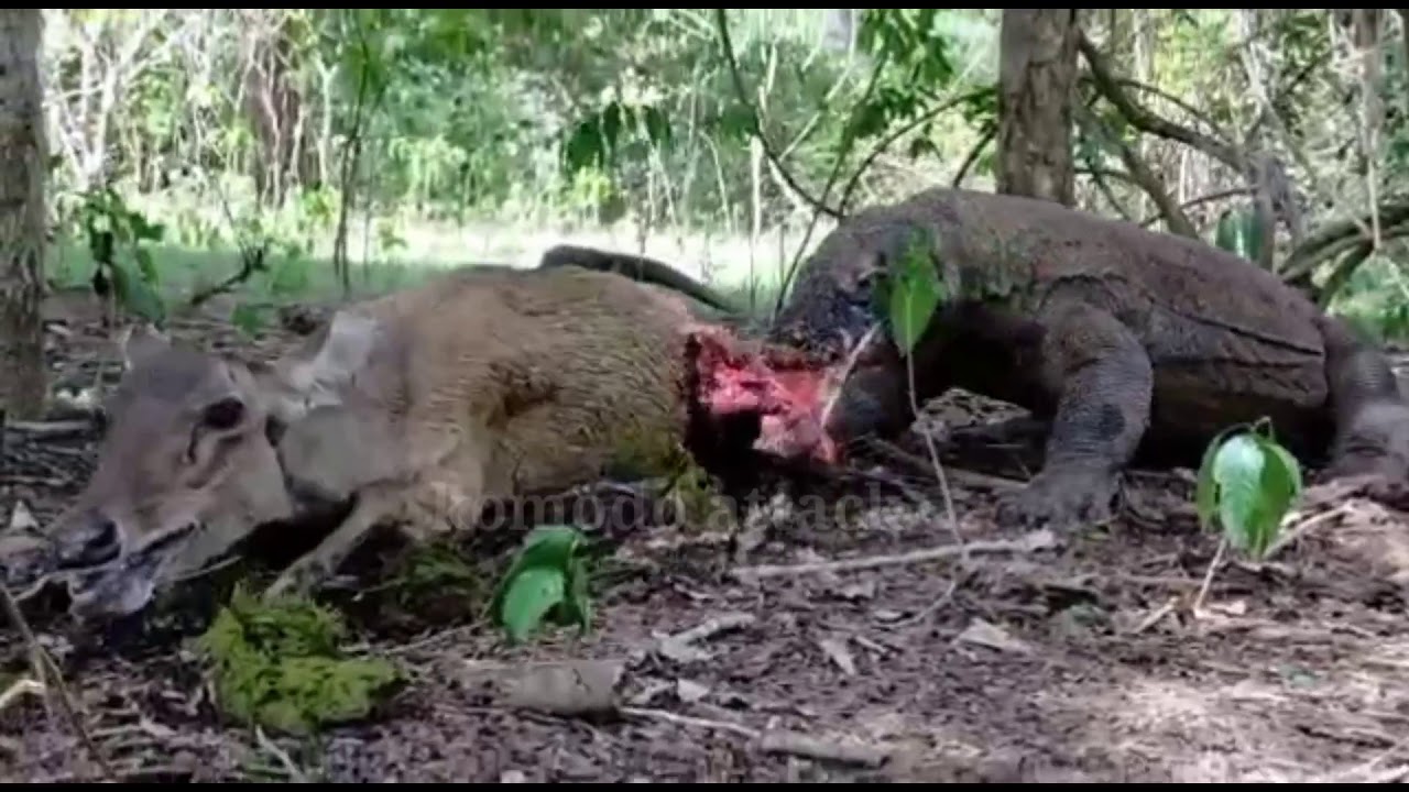 Komodo menyerang rusa hamil.