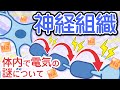 神経組織～ニューロン、活動電位、跳躍伝導～