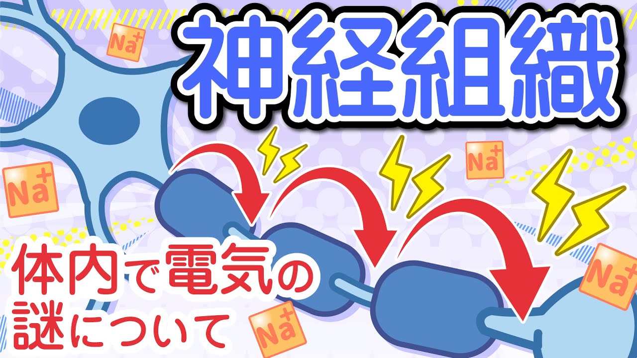 神経組織～ニューロン、活動電位、跳躍伝導～