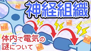 神経組織～ニューロン、活動電位、跳躍伝導～