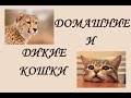 ДОМАШНИЕ И ДИКИЕ КОШКИ