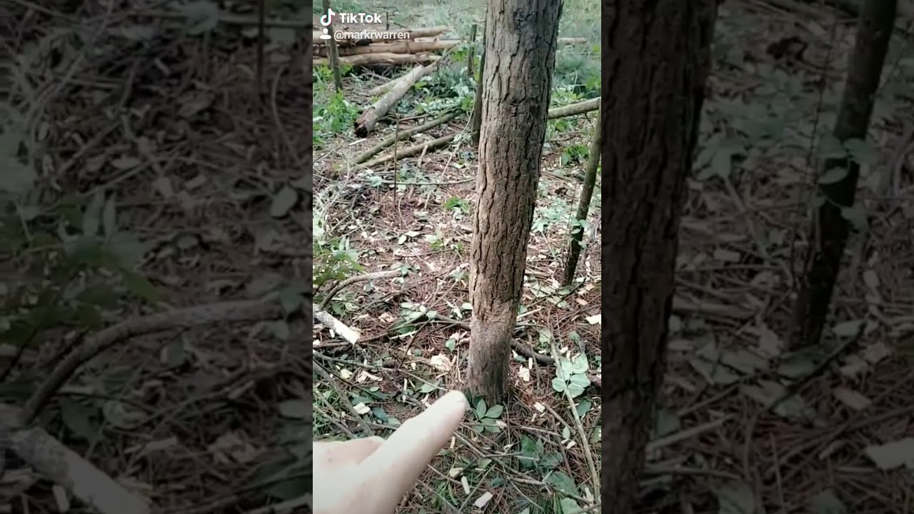 Beaver kill or something else? Logging down in the swamp