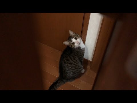 「遅せぇよ」と思う猫