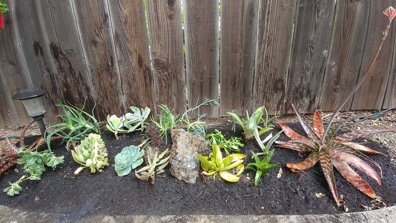 How to Grow a Succulent Garden From Cuttings - YouTube