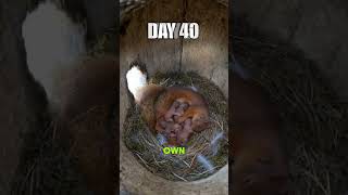 Squirrel Stole a Bird’s Home | 70 Days Later 🐿️❤️