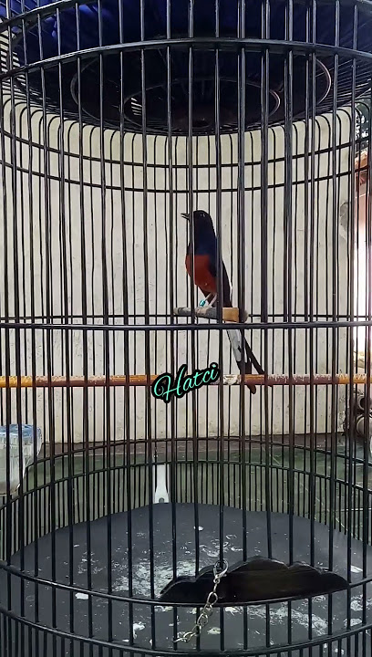 Download lagu Murai batu anda😱 wajib punya suara elang, biar lawan takut