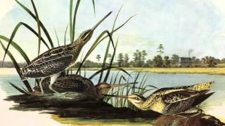A Real Page Turner -  Flipping Out Over Audubon's 'Birds of America'