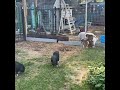 Baby pigs baby goats big pig and chickens #babygoats #babygoat