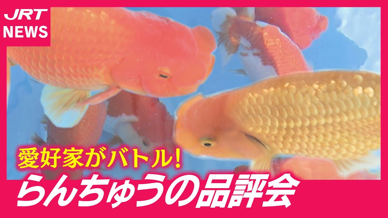 【らんちゅう】「金魚の王様に夢中」愛好家の熱い一日