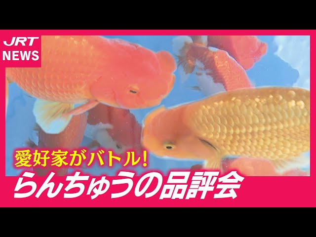 ☆Aqua Meister☆らんちゅう当才（R904）日らん入賞魚系統 品評会 系統 