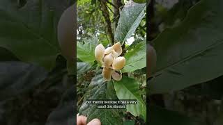 Red list tree flower in the Cosa Rican rainforest