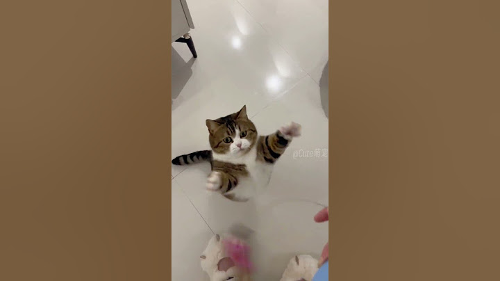 Funny Cats😀#shorts
