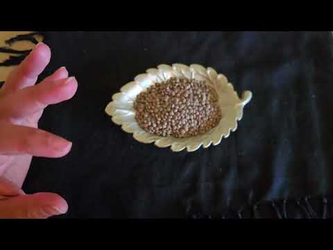 A Lentil Recipe For Wish Fulfillment Hurry And Try It Before The End Of The Year To Bring Luck A