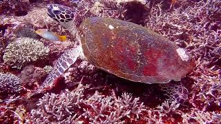 Magical Underwater World: Exploring the Sea with Enchanting Music