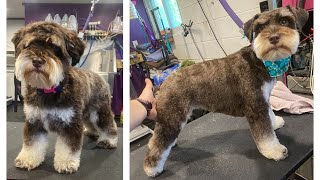 Rain the Miniature Schnauzer by CleanClipColor 91 views 9 months ago 26 seconds