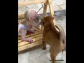An object sparks a battle for possession, with baby monkeys and puppies vying to play with it