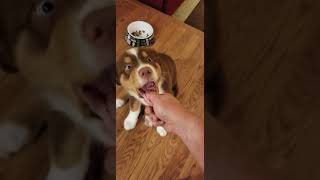 Teach Puppy not to bite