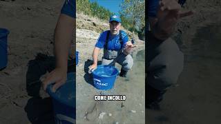 COME INCOLLARE I BIGATTINI IN FIUME #fishing #fishingvideo #pesca #angler #shorts #reels