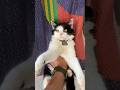 oreo bikin gemess 😏 #kucing #kucinglucu #shortvideo