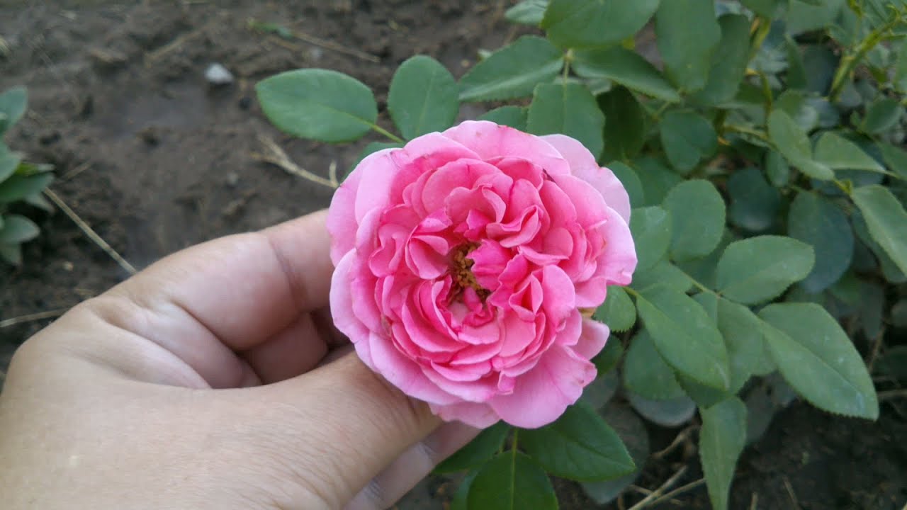 Rose Leonardo da Vinci. Meilland. МОЯ ПЕРВОГОДКА ИЮЛЬ 2021