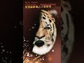 #bala fever continues....🦂🦂🦂🐯🐯🐆🐅🦁🐯🐯 Mp3 Song