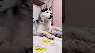 aster#husky #shortvideo #pets 😘