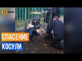 Косуля бегает по городу бьется в конвульсиях