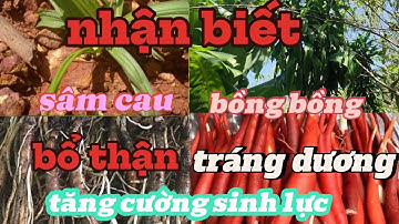 cây sâm cau ,bổ thận tráng dương, tăng cường sinh lực .Cách Nhận Biết Cây Sâm cau Và Cây Bồng Bồng