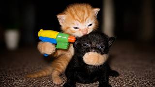 Cat Incidents