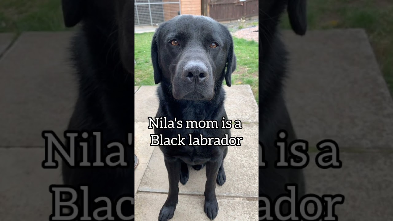 Black Labrador+Weimeraner= Nila ❤️