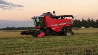 Massey Ferguson 6690 - Colheita do Arroz 2022