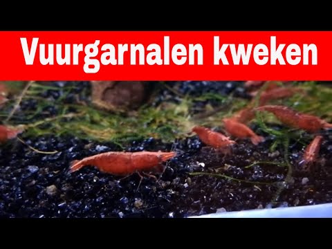 Video: Hoe Garnalen Te Kweken?