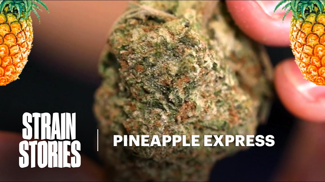 Pineapple Express Hollywood's Famous Strain Strain Stories Herb