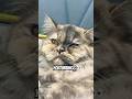 I’m a Toddler 🤫🥀 #music #cat #catentertainment #catmusic #kitten #fypシ゚viral #trending #catvideos