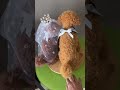 あなたの 愛犬達を　ウェルカムドールにしてみませんか？ #わたわたペット #ハンドメイド #トイプードル #ウェルカムドール#結婚