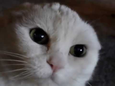 Don't Pet This Taco Bell Kitty!! Part 4 (YTP Special)
