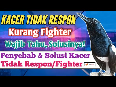 Video: Fighter Dalam Ulasan