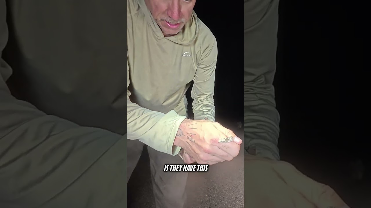 Chihuahuan Nightsnake in Hand