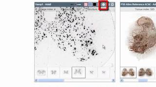 Tutorial: Allen Spinal Cord Atlas