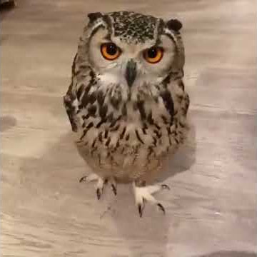 Thuvedolweni iSkhova Sezcuphathashi 🦉