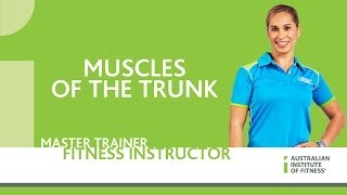 Muscles of the Trunk