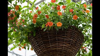 Southwood Bedding Plants Herbs Tomatoes