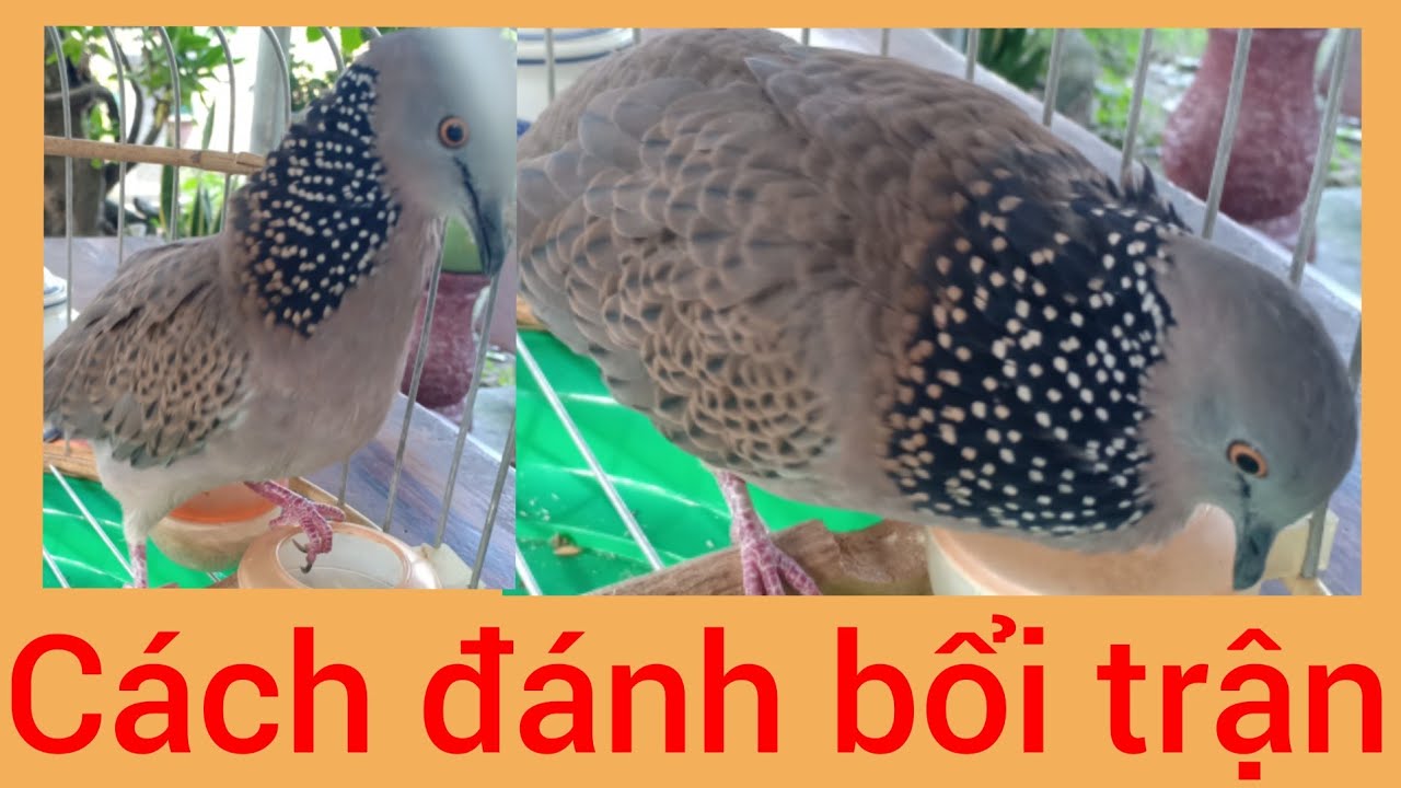 Cách đánh bắt bổi trận & cách cắm giò