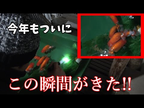 採卵できたらんちゅうの卵を孵化させよう！ - YouTube
