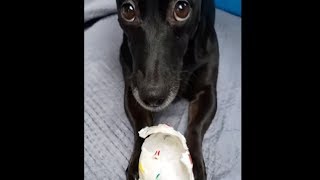 Little Puppy Loves Playing With His Broken Ball