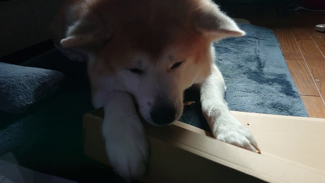 段ボール粉砕秋田犬 Youtube