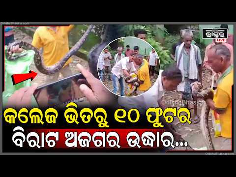 କଲେଜ ଭିତରୁ ୧୦ ଫୁଟର ବିରାଟ ଅଜଗର ଉଦ୍ଧାର, ବନ ବିଭାଗର ସଫଳ ରେସ୍କ୍ୟୁ...